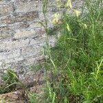 Arrhenatherum elatius 葉