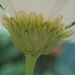 Leucanthemum subglaucum Fleur