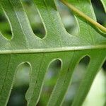 Pteris linearis Leaf