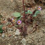 Phacelia bicolor आदत