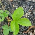 Fragaria virginiana Blatt