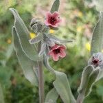 Pardoglossum cheirifolium Flower