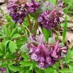 Corydalis solida Liść