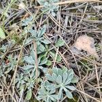 Antennaria parvifolia Листок