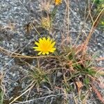 Microseris borealis Flower