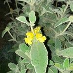 Phlomis floccosa Çiçek