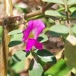 Tephrosia purpurea Квітка