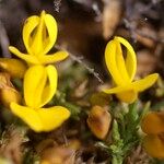 Ulex gallii Flor