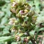 Epipactis bugacensis Bloem