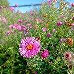 Symphyotrichum novae-angliaeKvět