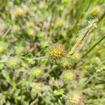 Trifolium lappaceum Blomma