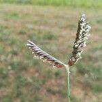 Eleusine tristachya Blomst