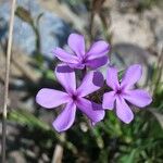 Phlox amoena Kvet