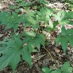 Dorstenia contrajerva Leaf