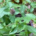 Mentha aquatica পাতা