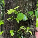 Ulmus laevis পাতা