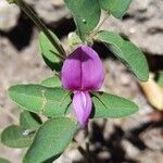 Galactia latisiliqua Flower