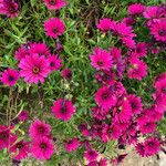 Osteospermum ecklonis Blad