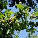Quercus robur Fulla