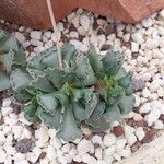 Adromischus cristatus葉