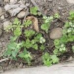 Sedum ternatum Habit