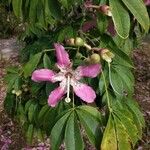 Ceiba speciosaList