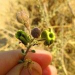 Maerua crassifolia Flor