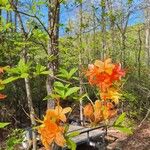 Rhododendron calendulaceum花