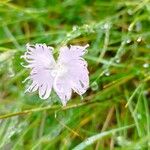 Dianthus hyssopifoliusKvet