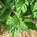 Capsicum chinenseBlad