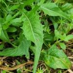 Crepis setosa Deilen