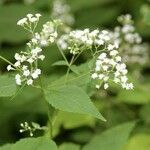 Ageratina altissima Çiçek