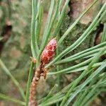 Pinus rigida Altres