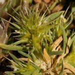 Echinaria capitata Fruit