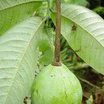 Monodora myristica Fruit