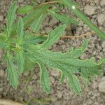 Verbena officinalis Likasa