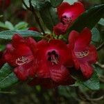 Rhododendron cerasinum Flower