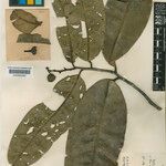 Eschweilera eperuetorum Leaf