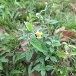 Tridax procumbens Λουλούδι