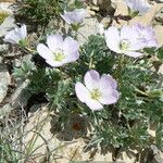 Ranunculus seguieri Flower