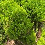 Erica azorica Fuelha