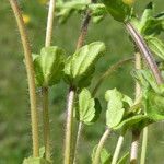 Veronica arvensis পাতা