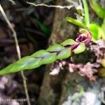 Bulbophyllum lecouflei