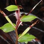 Acianthus bracteatus Fruchs