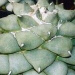 Ariocarpus retusus Blad