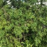 Afrocarpus falcatus Лист