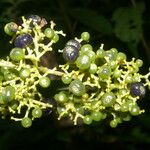Psychotria berteroana ᱵᱟᱦᱟ