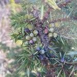 Juniperus communis 果実