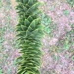 Araucaria angustifolia Hoja