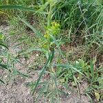 Euphorbia esula Hoja